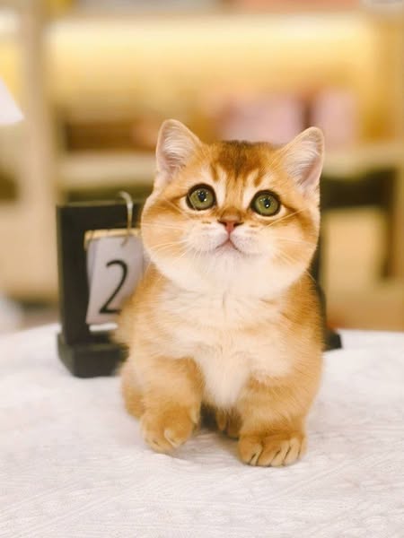 Munchkin