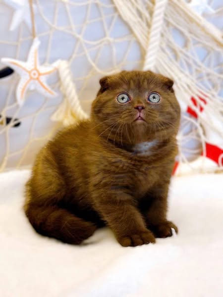 Scottish Fold