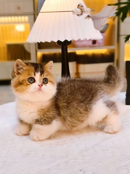 Munchkin