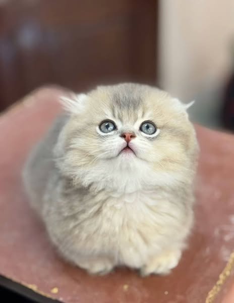 Munchkin Longhair