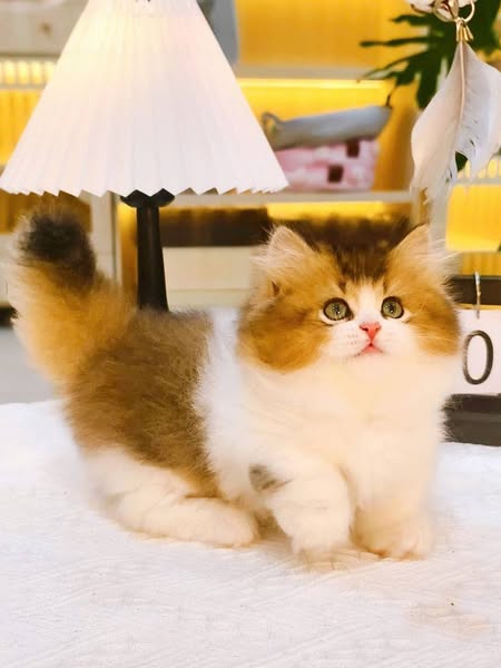 Munchkin Longhair