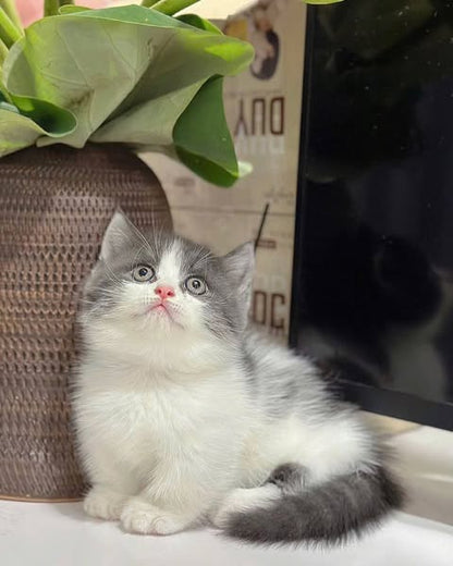 Munchkin