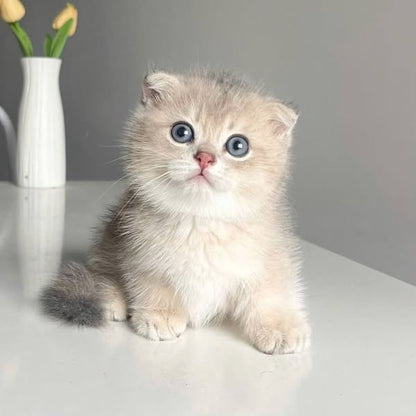 Munchkin Fold