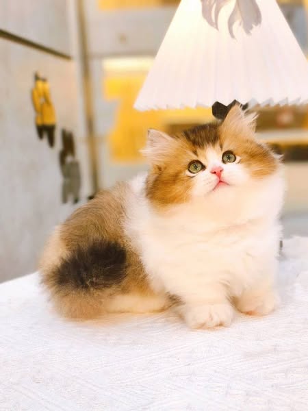Munchkin Longhair
