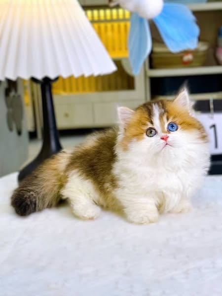 Munchkin Longhair