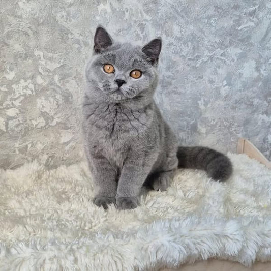 Munchkin