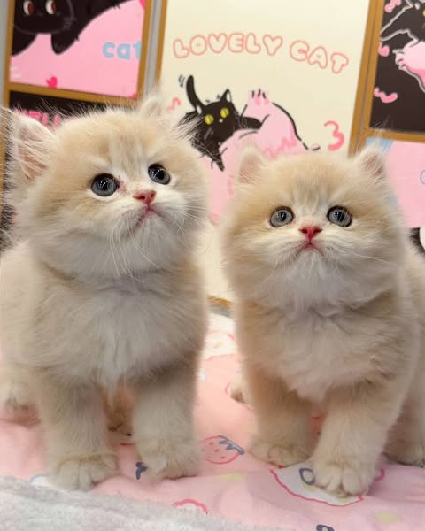 British Longhair