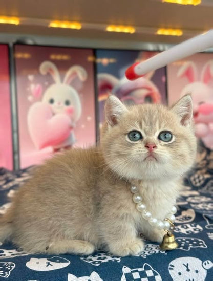 Munchkin