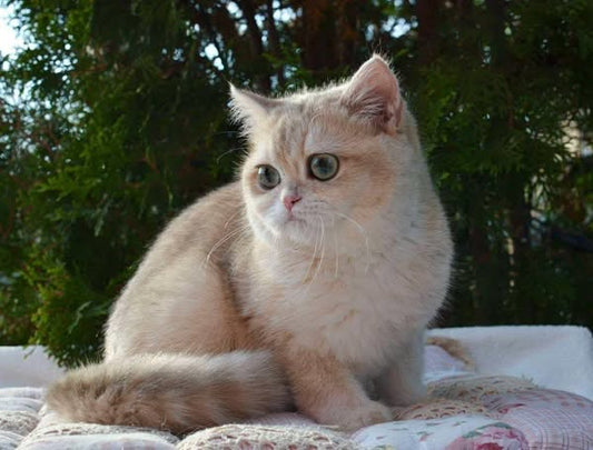 British Shorthair