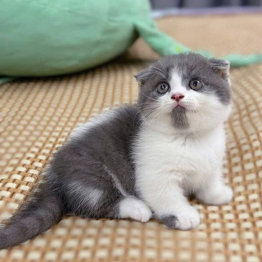 Munchkin Fold