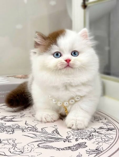 Munchkin Longhair