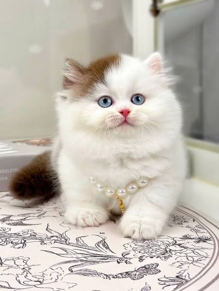 Munchkin Longhair