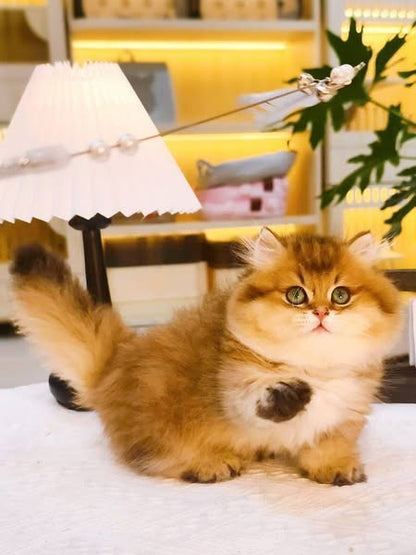 Munchkin Longhair