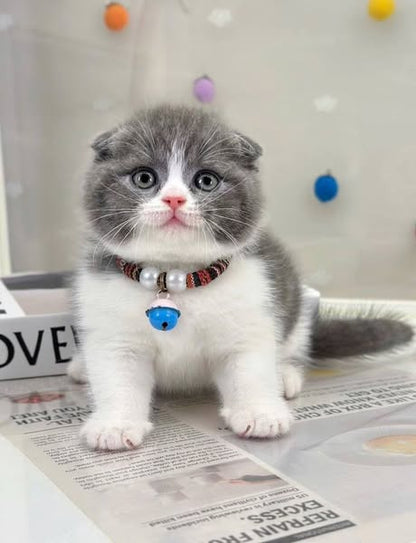 Scottish Fold
