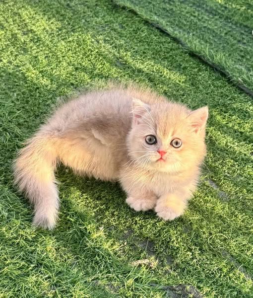 Munchkin