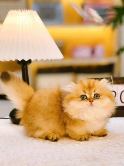 Munchkin Longhair