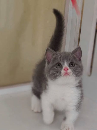 Munchkin
