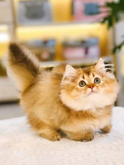 Munchkin Longhair