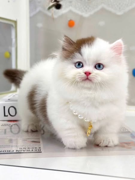 Munchkin Longhair