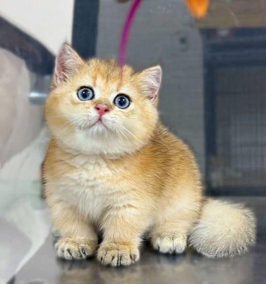 Munchkin