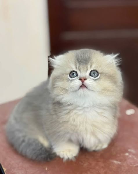 Munchkin Longhair