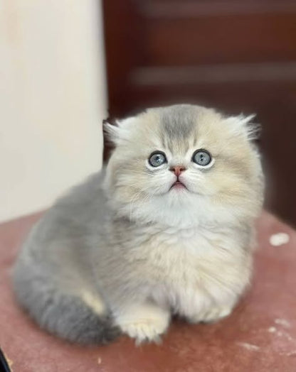 Munchkin Longhair