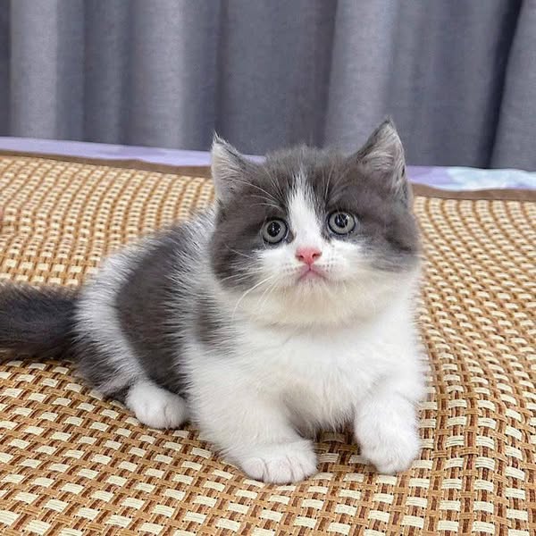 Munchkin