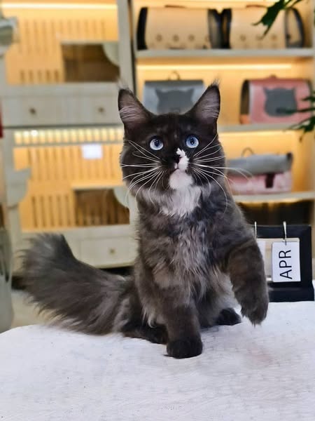 Maine Coon