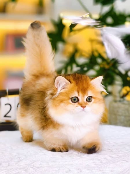 Munchkin Longhair