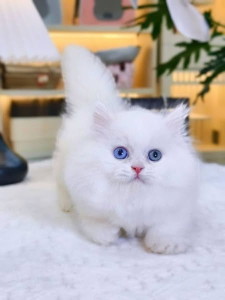 Munchkin Longhair