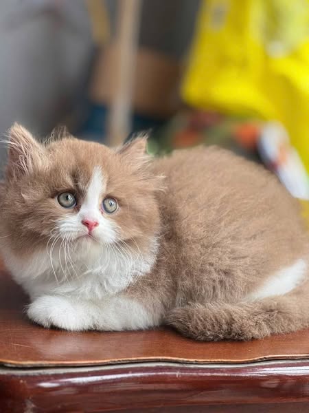 British Shorthair