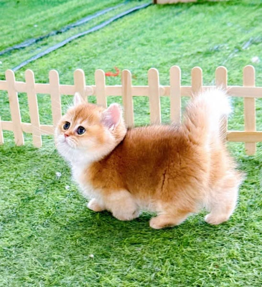 Munchkin
