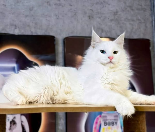 Maine Coon