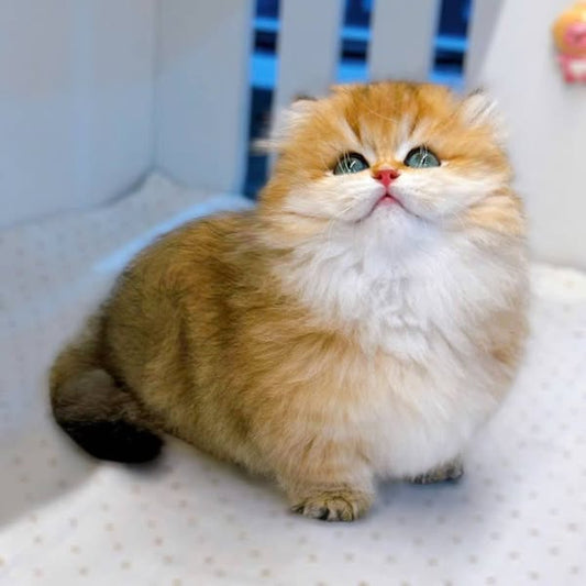Munchkin Longhair
