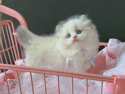 Ragdoll