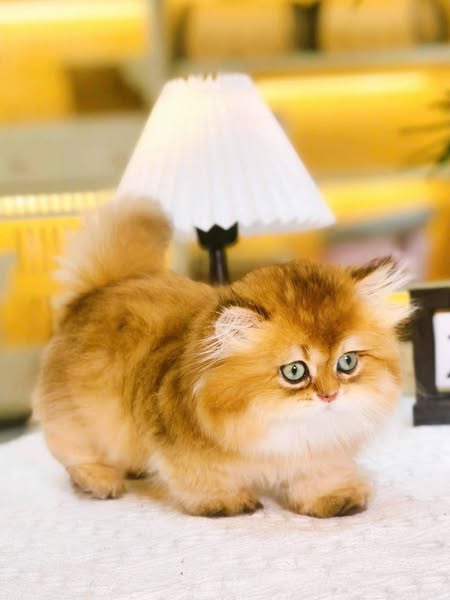 Munchkin Longhair
