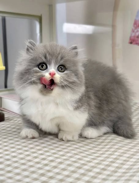 Munchkin Longhair