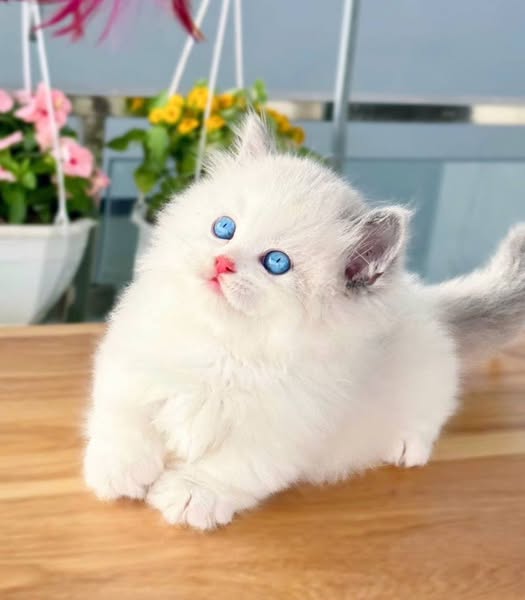 Munchkin Ragdoll Longhair