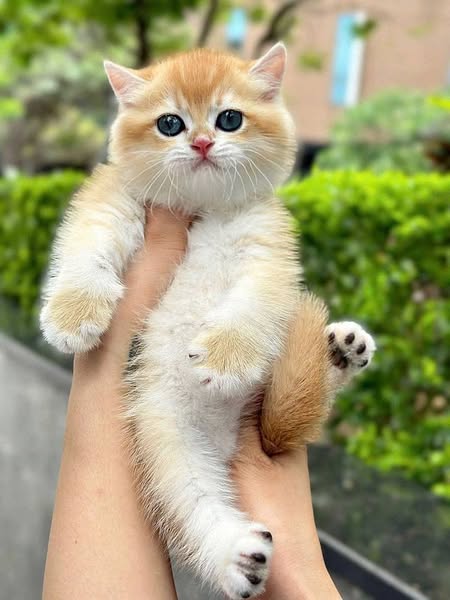 British Shorthair