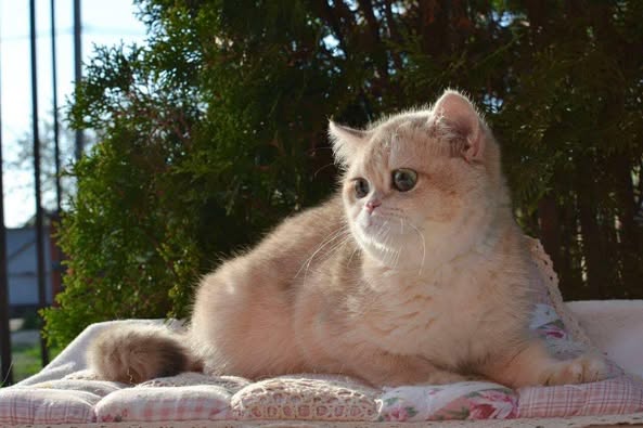 British Shorthair