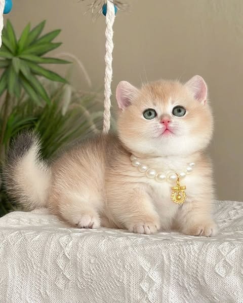 Munchkin