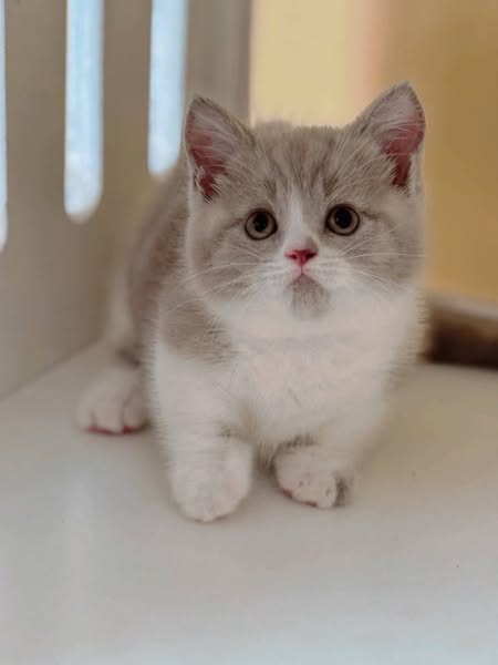 Munchkin