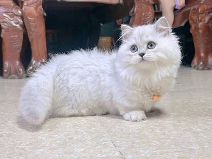 Munchkin Longhair