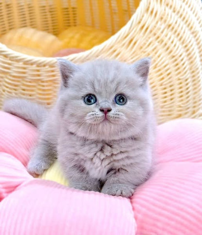 Munchkin