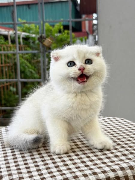 Scottish Fold