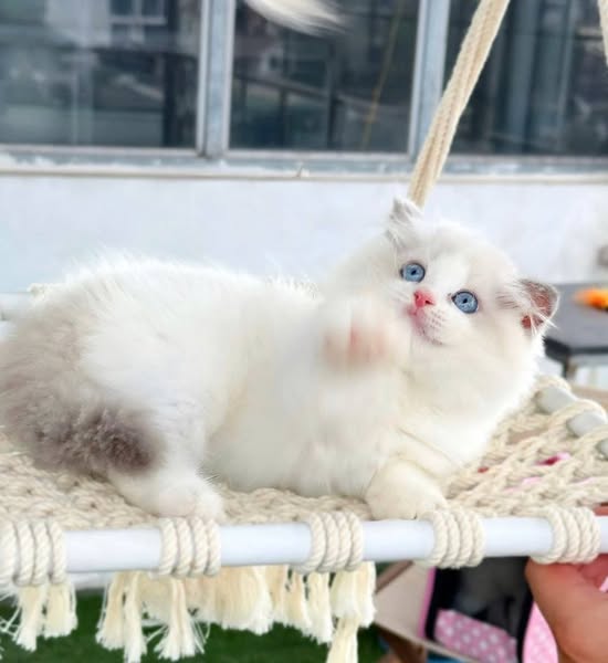 Ragdoll