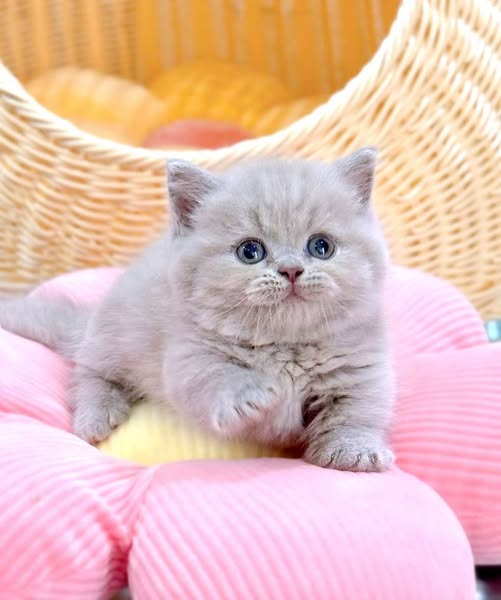 Munchkin