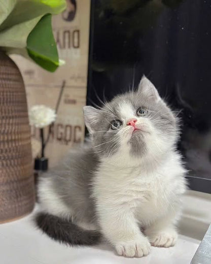 Munchkin