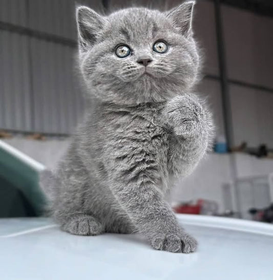 British Shorthair