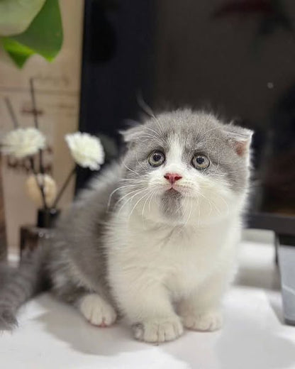 Munchkin Fold
